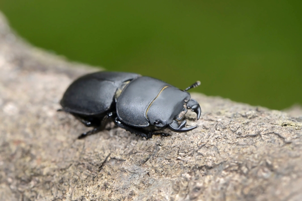 klein vliegend hert (dorcus parallelipipedus) 10-2025 2188